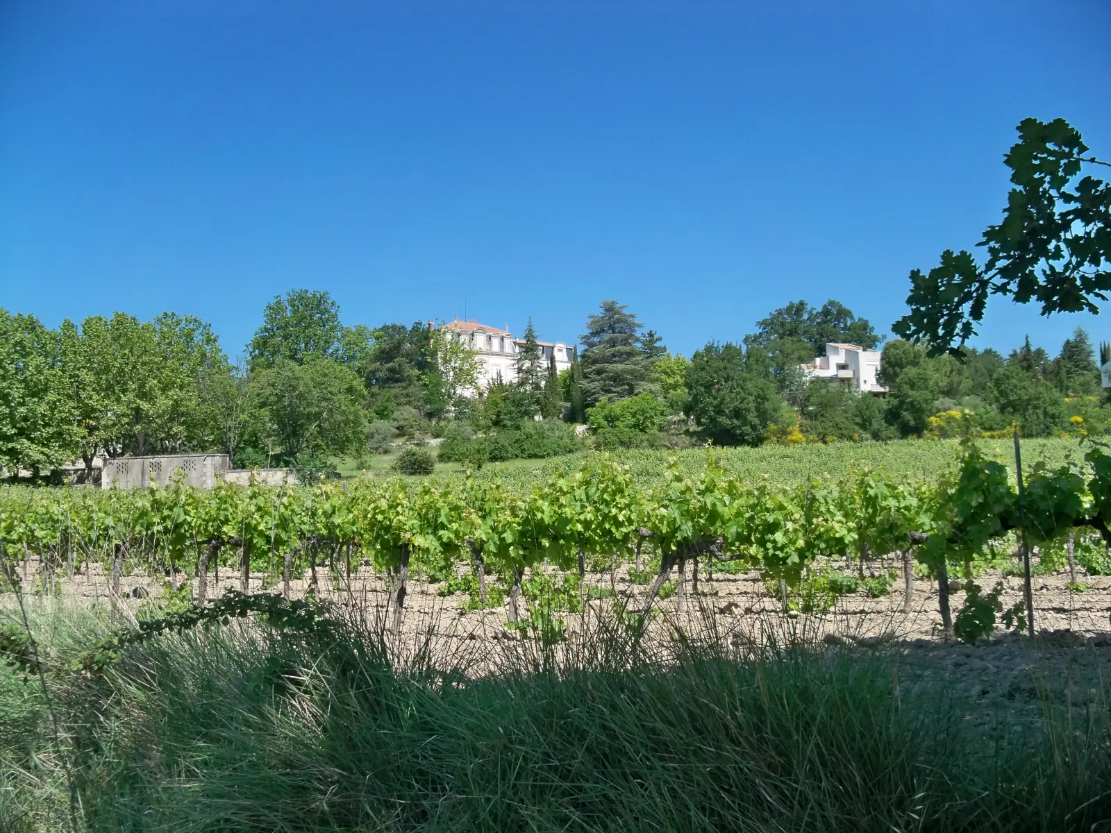 Rangs de vignes à Pierrevert