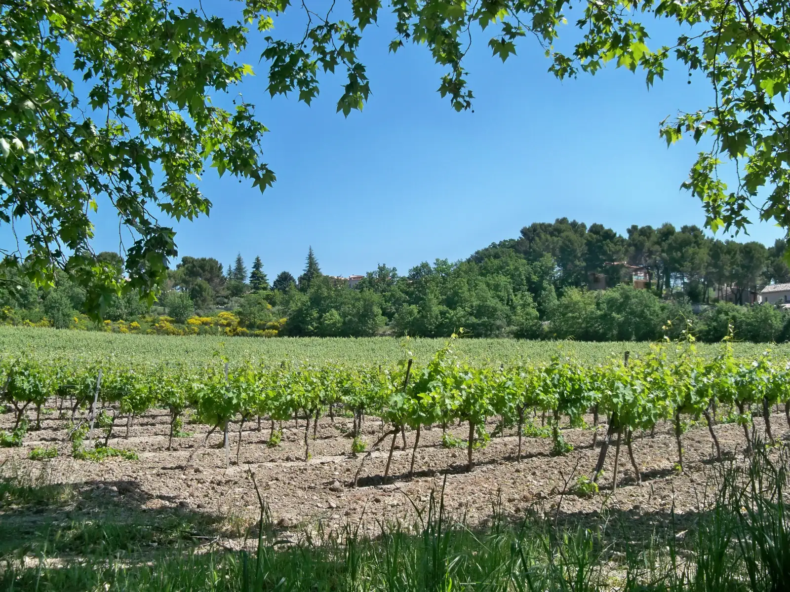 Le vignoble AOP Pierrevert sous le soleil