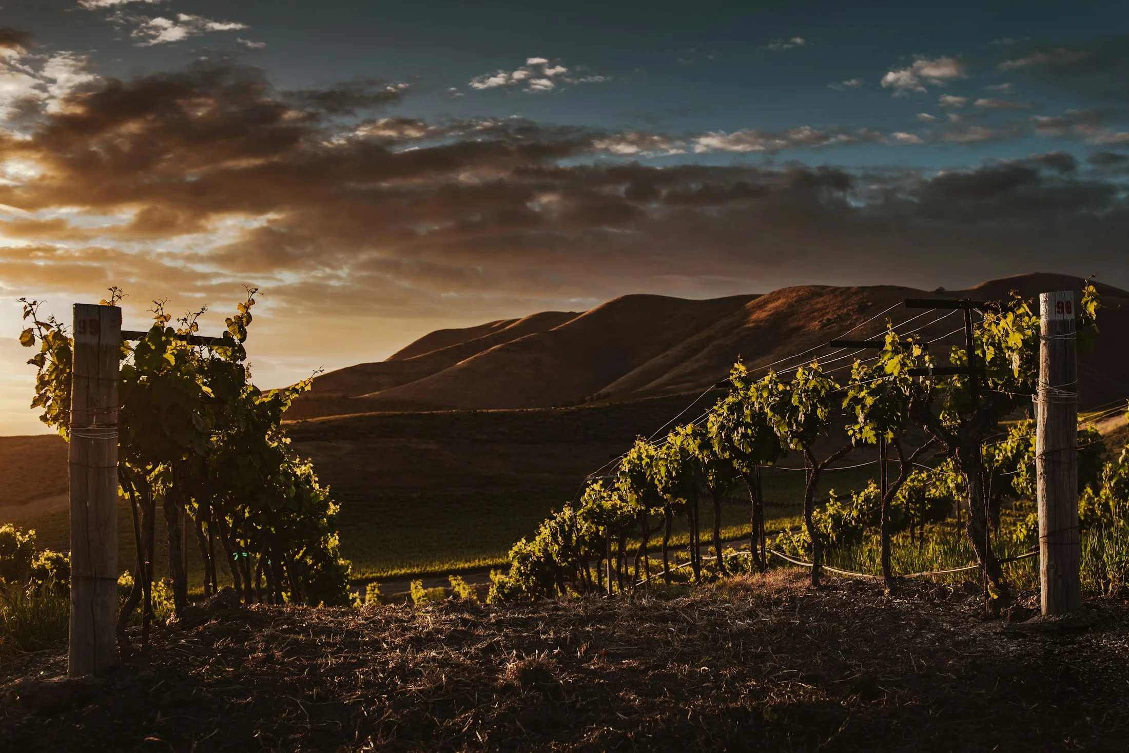Rangs de vigne et collines dans la lumière dorée du soir